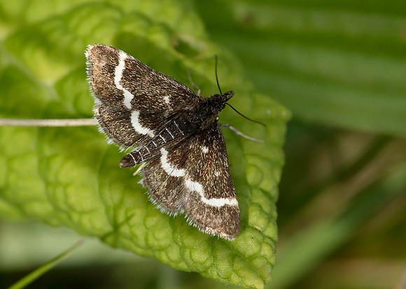 63.009 BF1366 Pyrausta nigrata