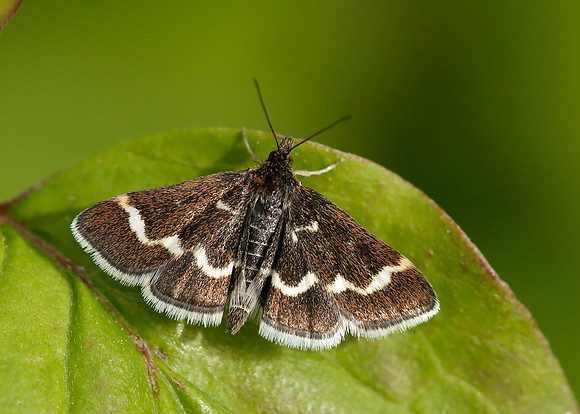 63.009 BF1366 Pyrausta nigrata