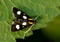 63.024 BF1381 Anania funebris White-spotted Sable