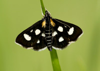63.024 BF1381 Anania funebris White-spotted Sable