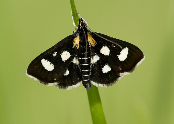 63.024 BF1381 Anania funebris White-spotted Sable