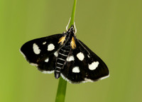 63.024 BF1381 Anania funebris White-spotted Sable
