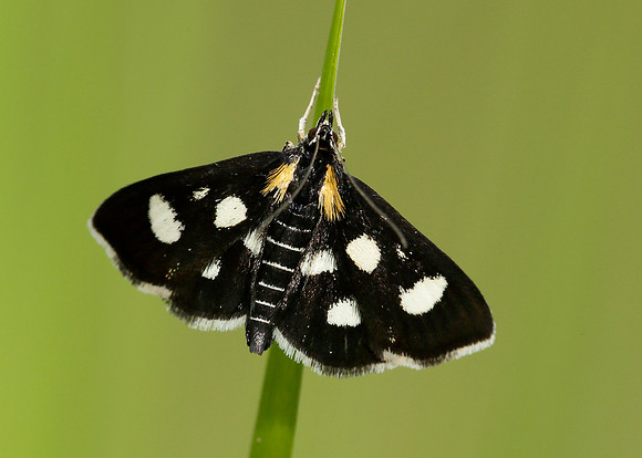 63.024 BF1381 Anania funebris White-spotted Sable