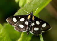 63.024 BF1381 Anania funebris White-spotted Sable