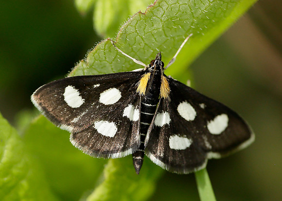 63.024 BF1381 Anania funebris White-spotted Sable