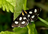 63.024 BF1381 Anania funebris White-spotted Sable