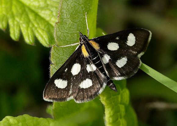 63.024 BF1381 Anania funebris White-spotted Sable