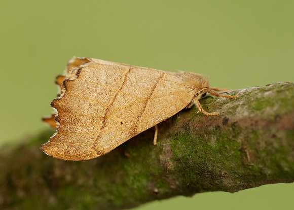 65.001 BF1645 Scalloped Hook-tip Falcaria lacertinaria