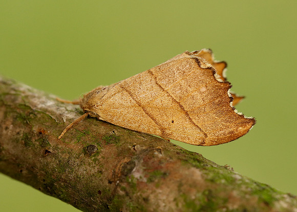 65.001 BF1645 Scalloped Hook-tip Falcaria lacertinaria