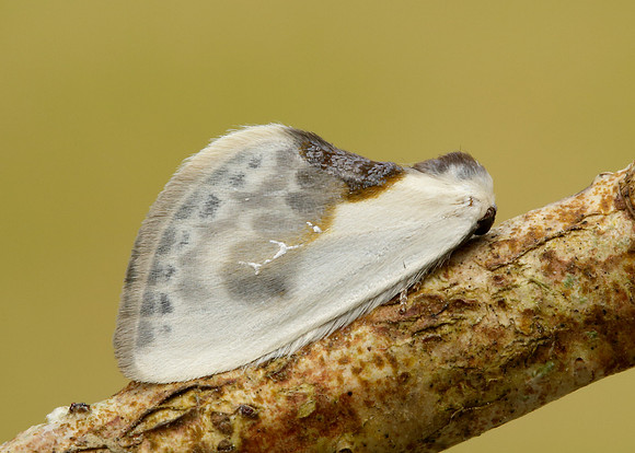 65.007 BF1651 Chinese Character Cilix glaucata