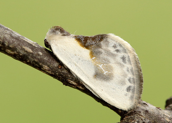 65.007 BF1651 Chinese Character Cilix glaucata