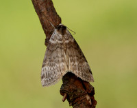 65.012 BF1656 Satin Lutestring Tetheella fluctuosa