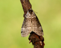 65.012 BF1656 Satin Lutestring Tetheella fluctuosa