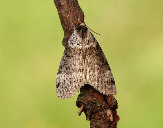 65.012 BF1656 Satin Lutestring Tetheella fluctuosa