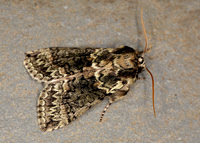 65.015 BF1660 Frosted Green Polyploca ridens