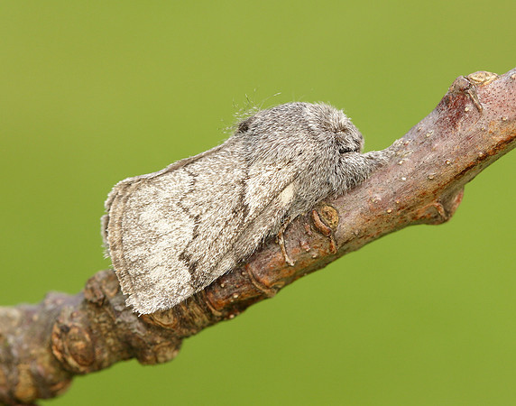66.002 BF1632 Pale Eggar Trichiura crataegi