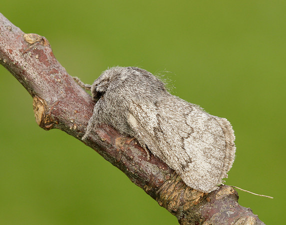 66.002 BF1632 Pale Eggar Trichiura crataegi