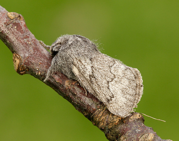 66.002 BF1632 Pale Eggar Trichiura crataegi