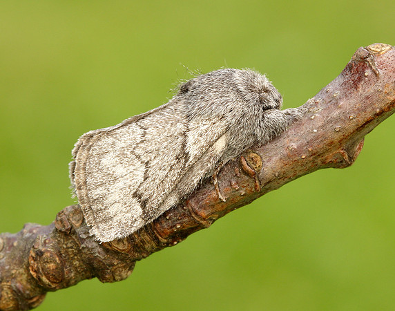 66.002 BF1632 Pale Eggar Trichiura crataegi