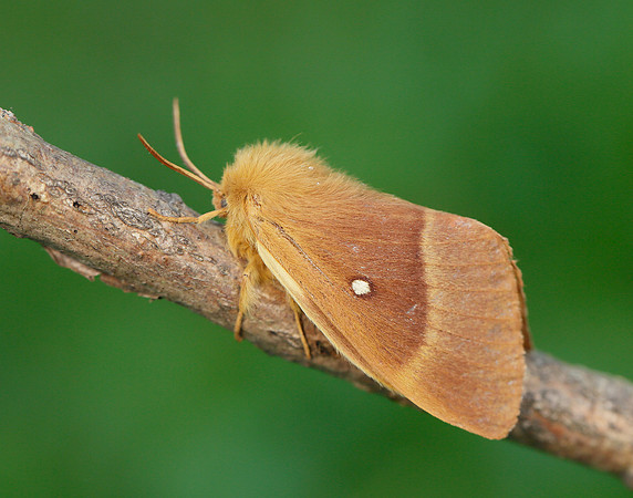 66.007 BF1637 Oak Eggar Lasiocampa quercus