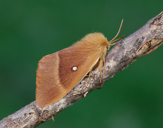 66.007 BF1637 Oak Eggar Lasiocampa quercus
