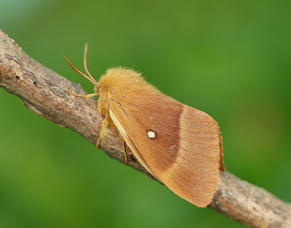 66.007 BF1637 Oak Eggar Lasiocampa quercus