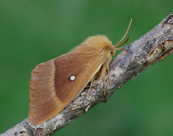66.007 BF1637 Oak Eggar Lasiocampa quercus