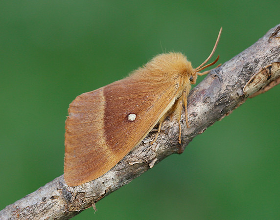 66.007 BF1637 Oak Eggar Lasiocampa quercus