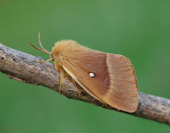 66.007 BF1637 Oak Eggar Lasiocampa quercus