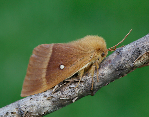 66.007 BF1637 Oak Eggar Lasiocampa quercus
