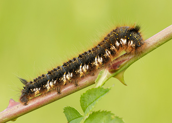 66.010 BF1640 Drinker Euthrix potatoria