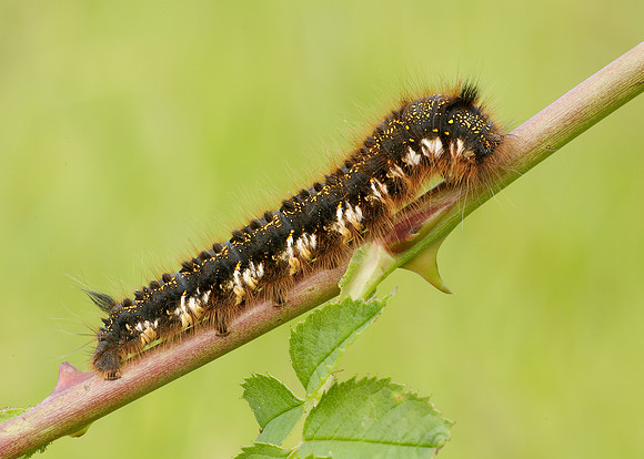66.010 BF1640 Drinker Euthrix potatoria