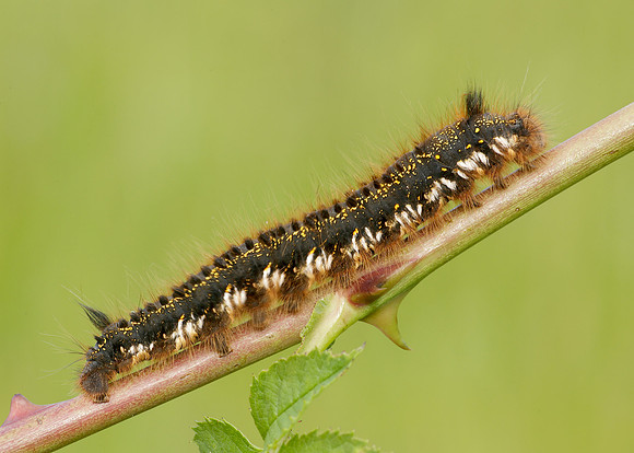 66.010 BF1640 Drinker Euthrix potatoria