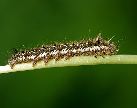 66.010 BF1640 Drinker Euthrix potatoria