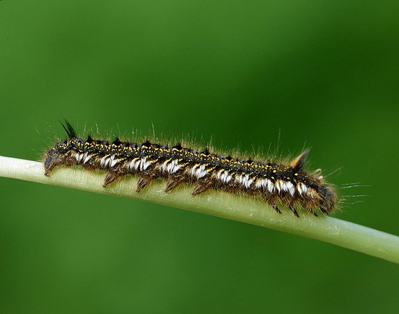 66.010 BF1640 Drinker Euthrix potatoria