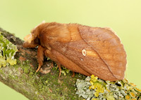 66.010 BF1640 Drinker Euthrix potatoria