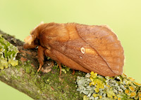 66.010 BF1640 Drinker Euthrix potatoria