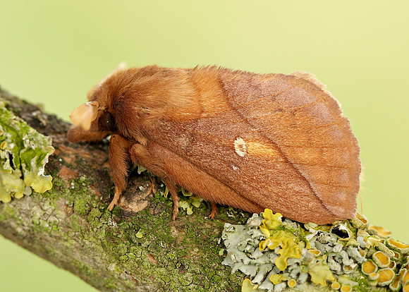 66.010 BF1640 Drinker Euthrix potatoria
