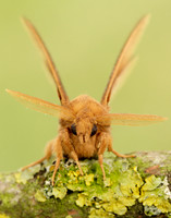 66.010 BF1640 Drinker Euthrix potatoria