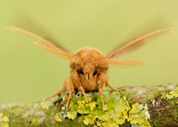 66.010 BF1640 Drinker Euthrix potatoria