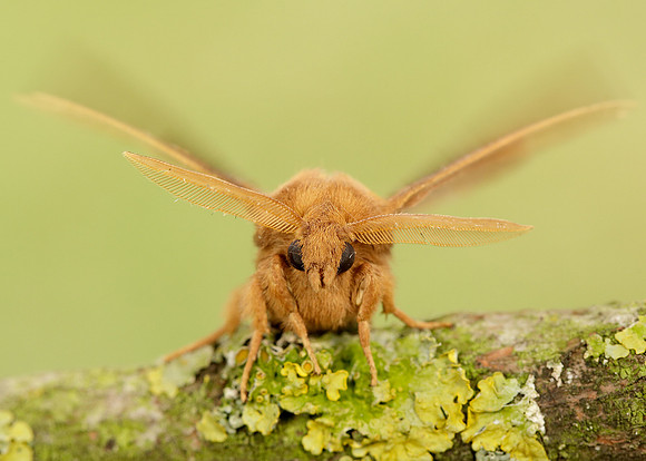 66.010 BF1640 Drinker Euthrix potatoria