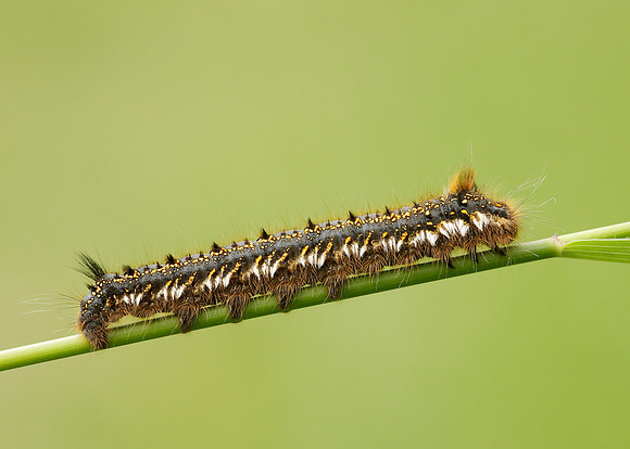 66.010 BF1640 Drinker Euthrix potatoria