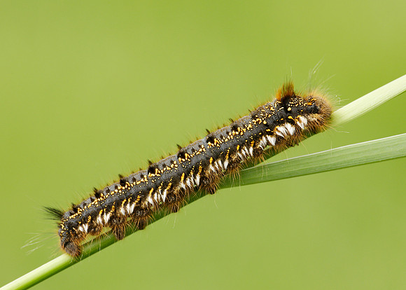 66.010 BF1640 Drinker Euthrix potatoria