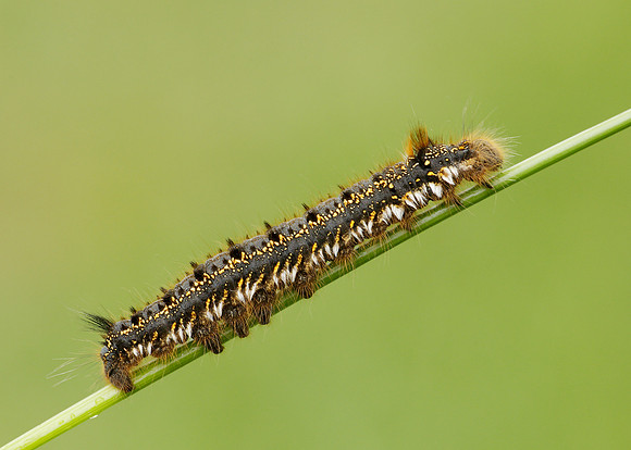 66.010 BF1640 Drinker Euthrix potatoria
