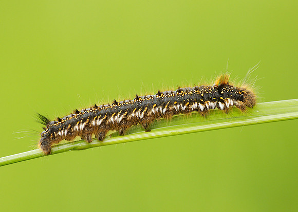 66.010 BF1640 Drinker Euthrix potatoria