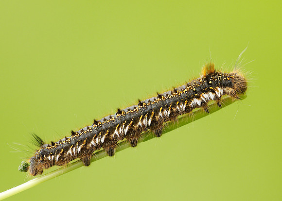 66.010 BF1640 Drinker Euthrix potatoria