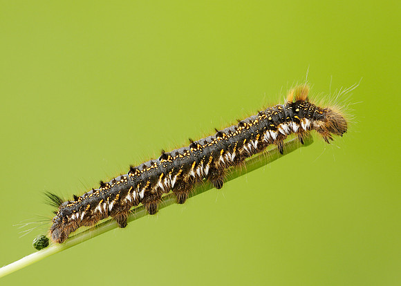 66.010 BF1640 Drinker Euthrix potatoria