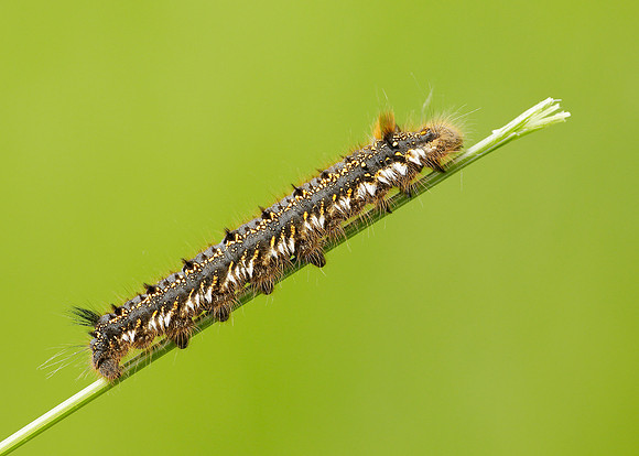 66.010 BF1640 Drinker Euthrix potatoria