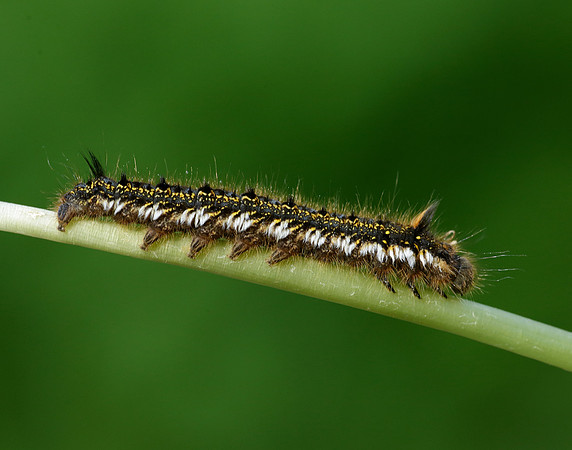 66.010 BF1640 Drinker Euthrix potatoria