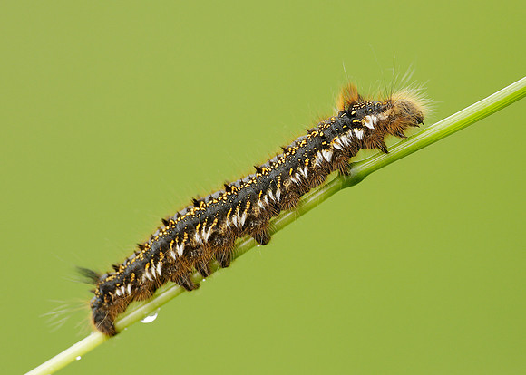 66.010 BF1640 Drinker Euthrix potatoria